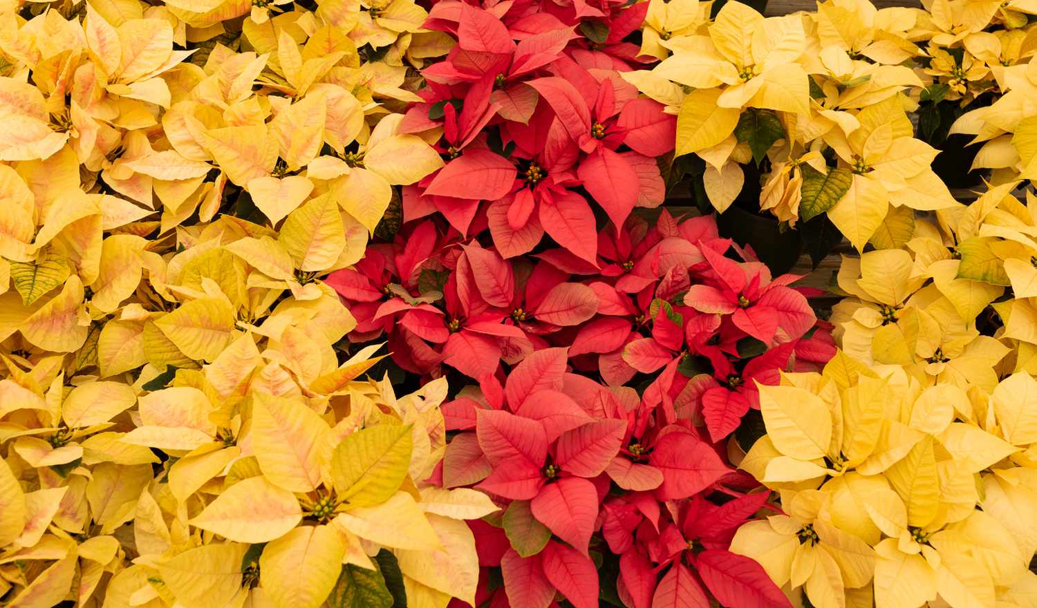 Red Yellow Poinsettia Flower Seeds for Planting Vibrant Annual Blooms