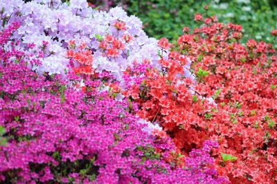 MultiColored Gardenia Flower seeds blooming in flower beds, containers, borders, and pollinator-friendly gardens