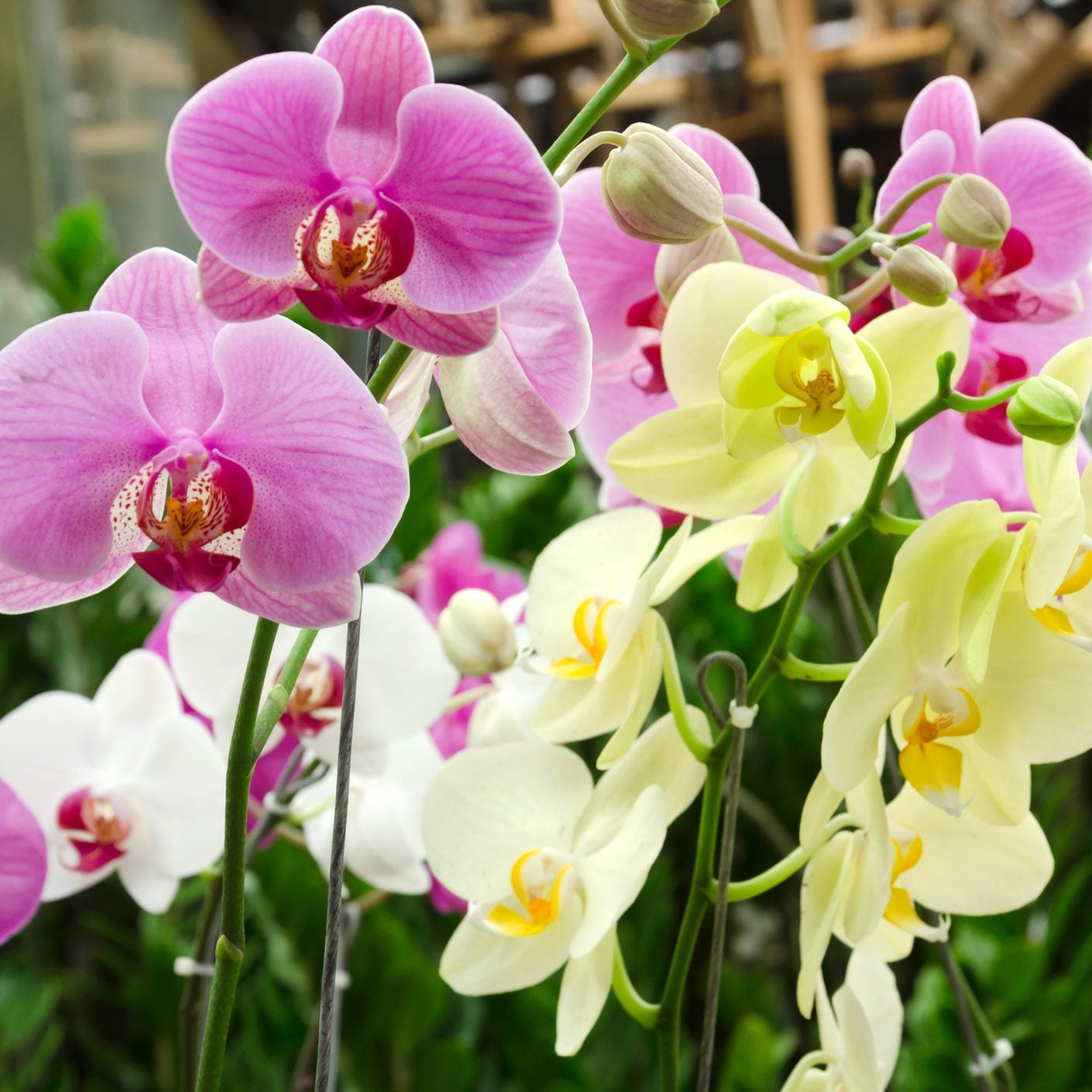 Phalaenopsis Mix Flower Seeds for Planting Beautiful Orchid Variety