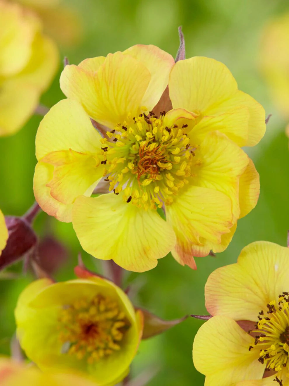 Yellow Avens Sunrise Flower seeds for Planting - Vibrant Colors, Heirloom & GMO Free Seeds for Home Garden