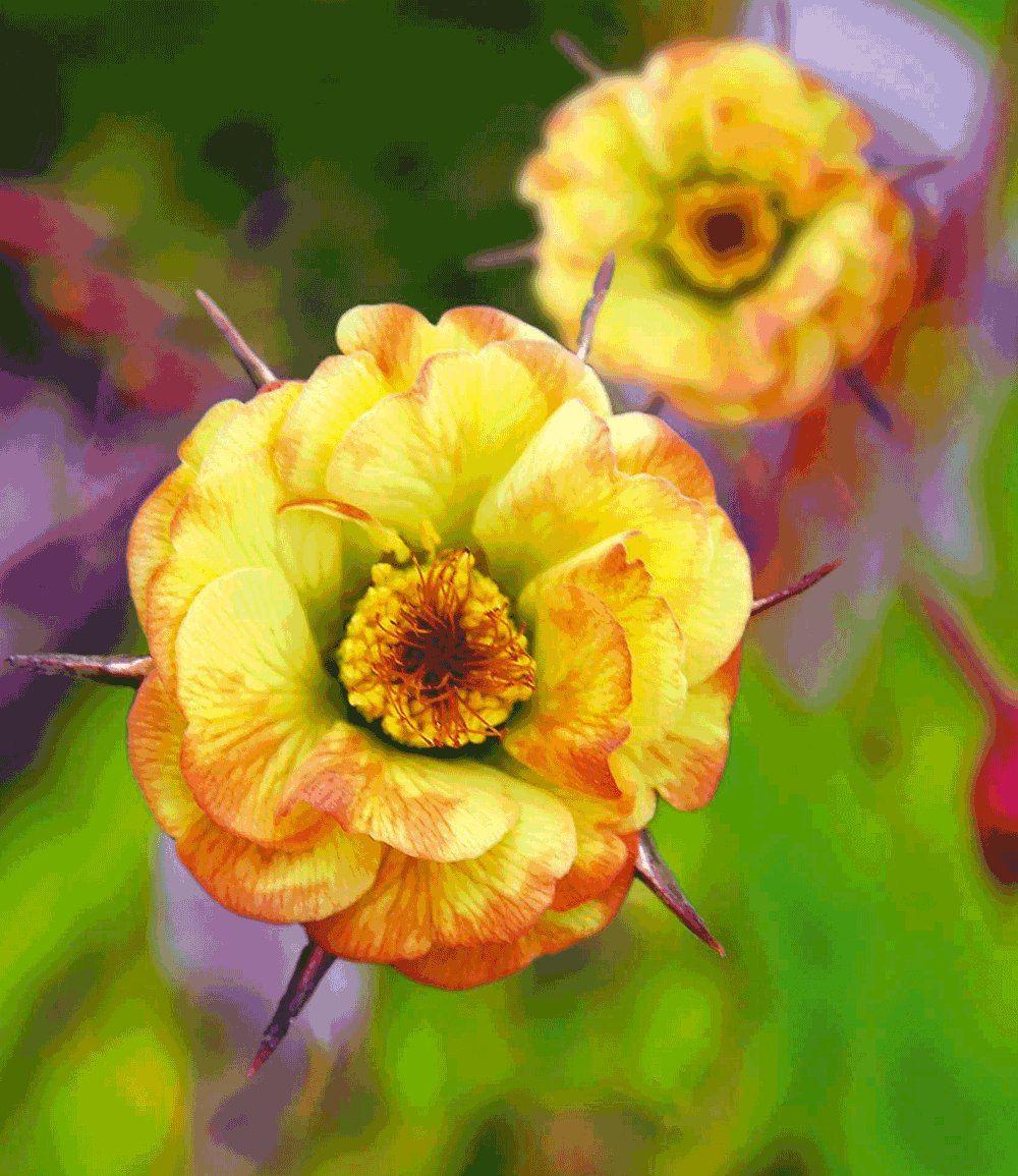 Yellow Avens Sunrise Flower seeds for Planting - Vibrant Colors, Heirloom & GMO Free Seeds for Home Garden