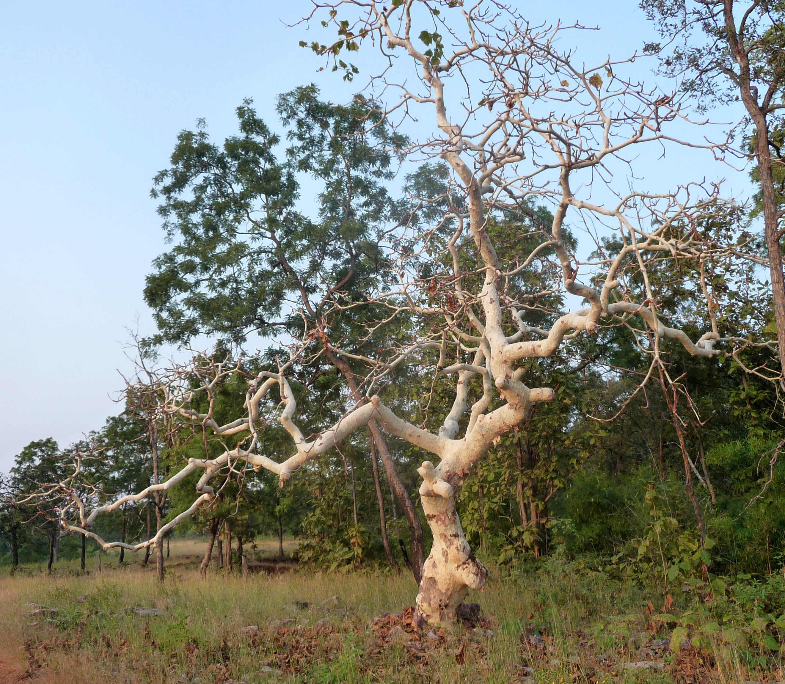 Sterculia Urens Tree Seeds for Planting Exotic Red Tree Seeds