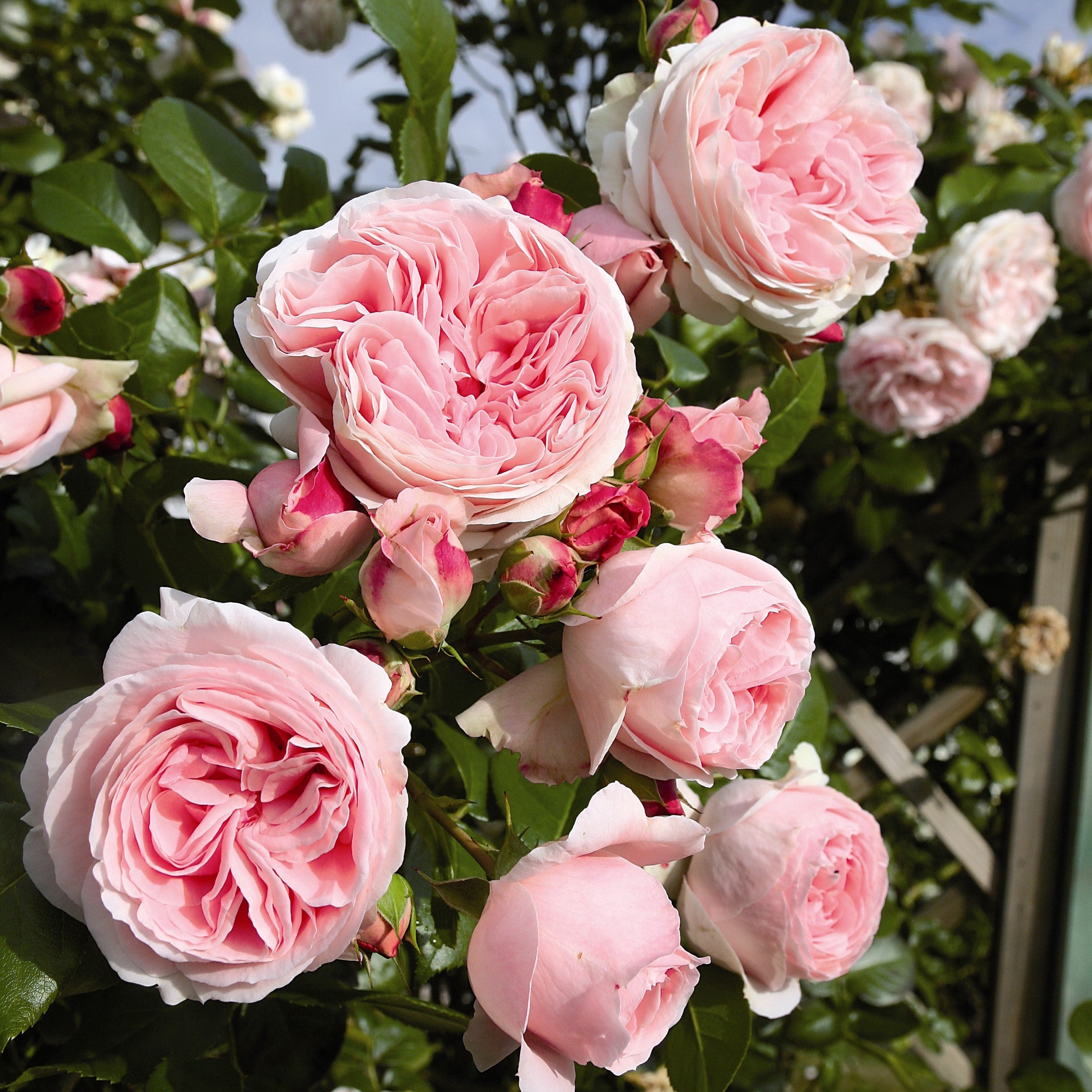 Light Pink Climbing Rose Flower seeds for Planting - Pollinator Friendly, Heirloom & GMO Free Seeds for Home Garden