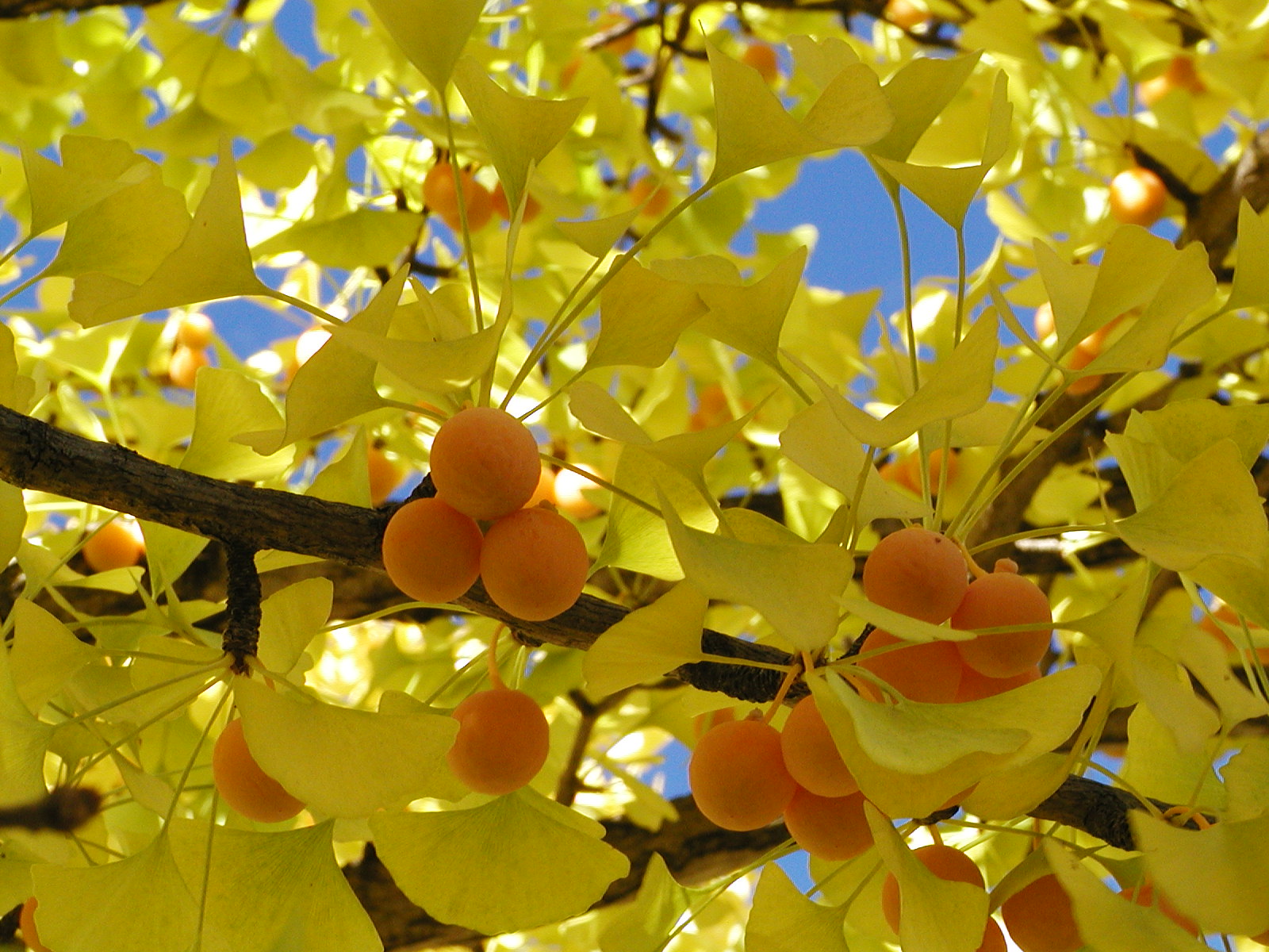 Ginkgo Seeds for Planting - Your Guide to Growth