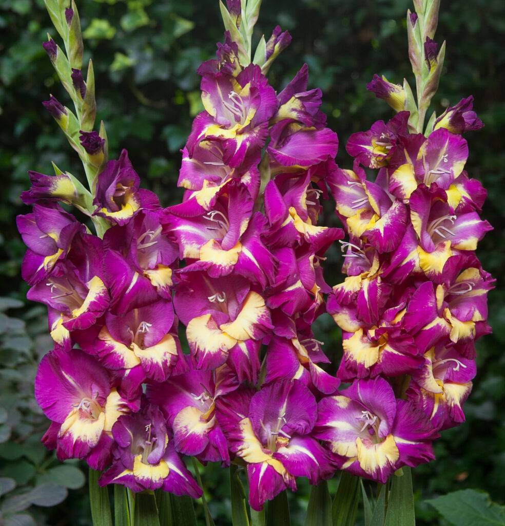Purple Yellow Gladiolus Flower Seeds for Planting Seasonal Bloomer Heirloom & GMO Free Seeds for Home Garden
Sale