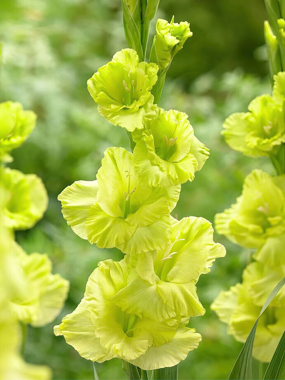 Green Gladiolus Flower Seeds for Planting Pollinator Friendly Heirloom & GMO Free Seeds for Home Garden
Sale
