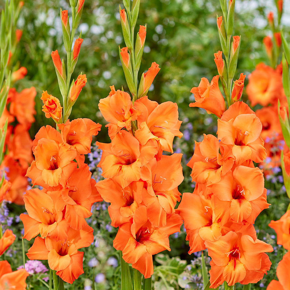 Dark Orange Gladiolus Flower Seeds for Planting