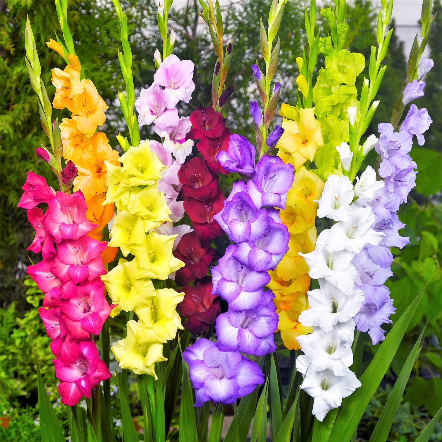 Mixed Color Gladiolus Flower Seeds for Planting Easy to Grow Heirloom & GMO Free Seeds for Home Garden
Sale