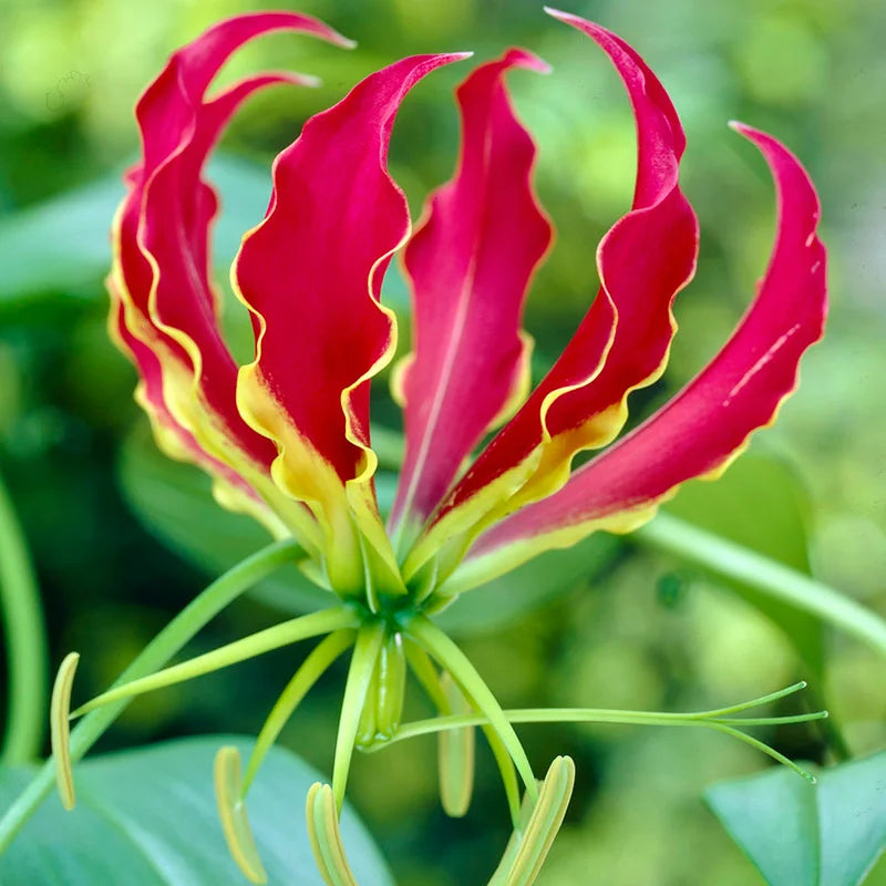 Red Gloriosa Superba Flower seeds for Planting - Seasonal Bloomer, Heirloom & GMO Free Seeds for Home Garden