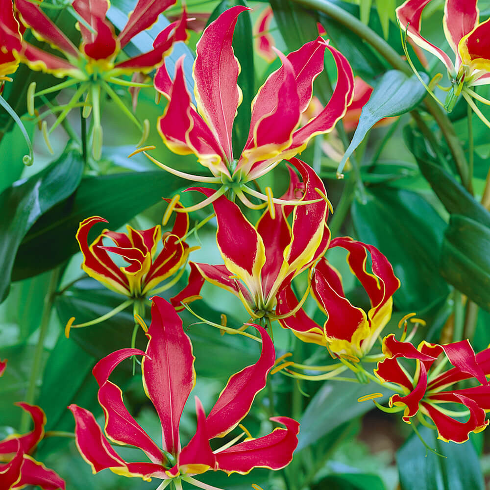 Red Yellow Gloriosa Rothschildiana Flower Seeds