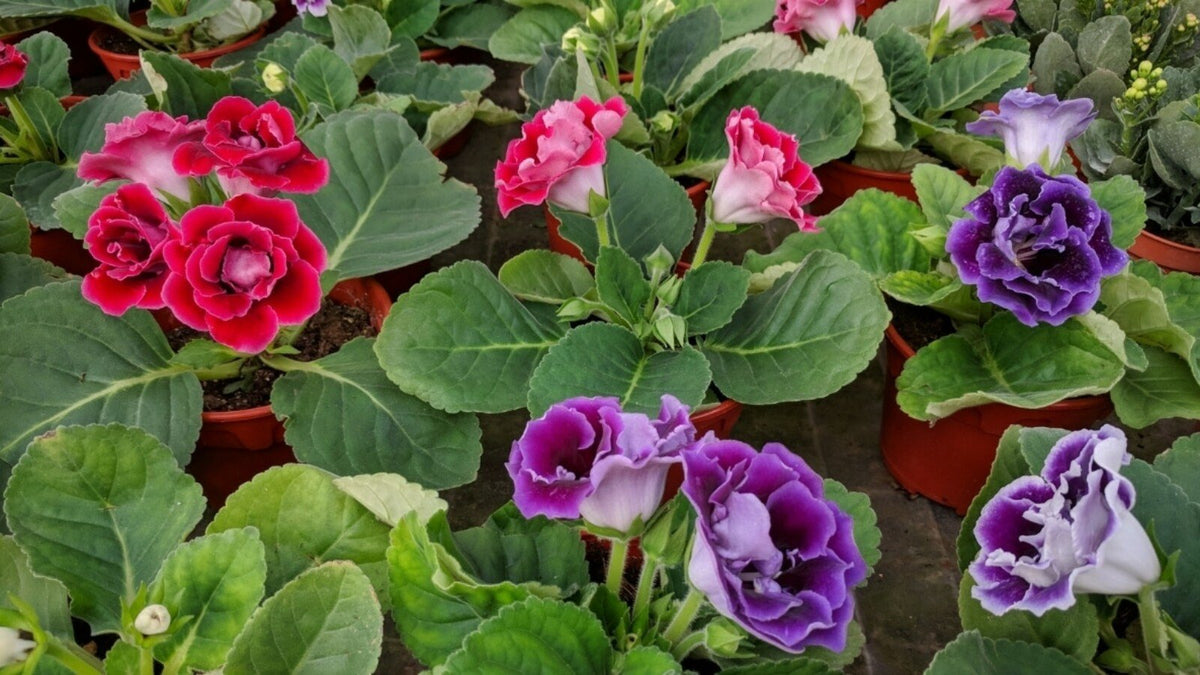 Gloxinia Flower seeds blooming in flower beds, containers, borders, and pollinator-friendly gardens