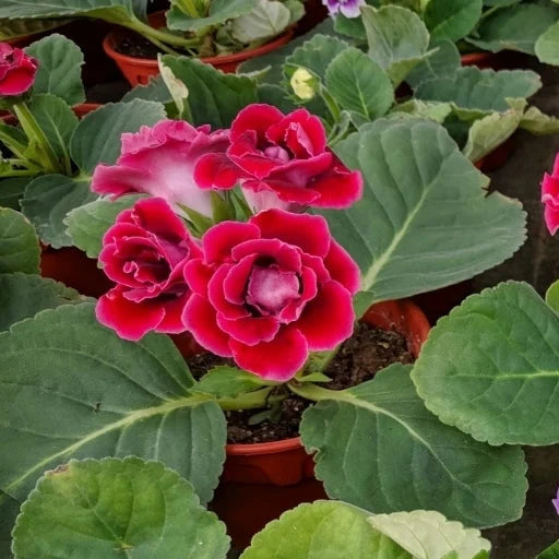 Dark Pink Gloxinia Flower Seeds for Planting Wildflower Mix Heirloom & GMO Free Seeds for Home Garden
Sale