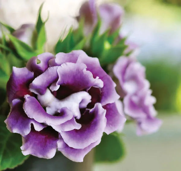 Violet White Gloxinia Flower Seeds for Planting Sun Loving Heirloom & GMO Free Seeds for Home Garden
Sale