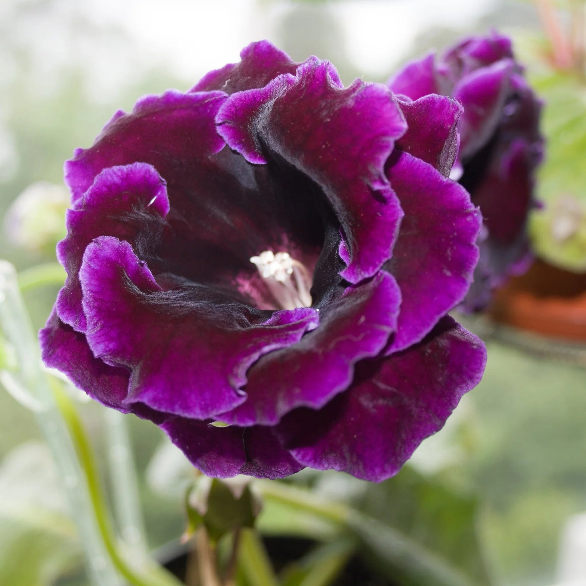 Deep Purple Gloxinia Flower seeds for Planting Sun Loving Heirloom & GMO Free Seeds for Home Garden