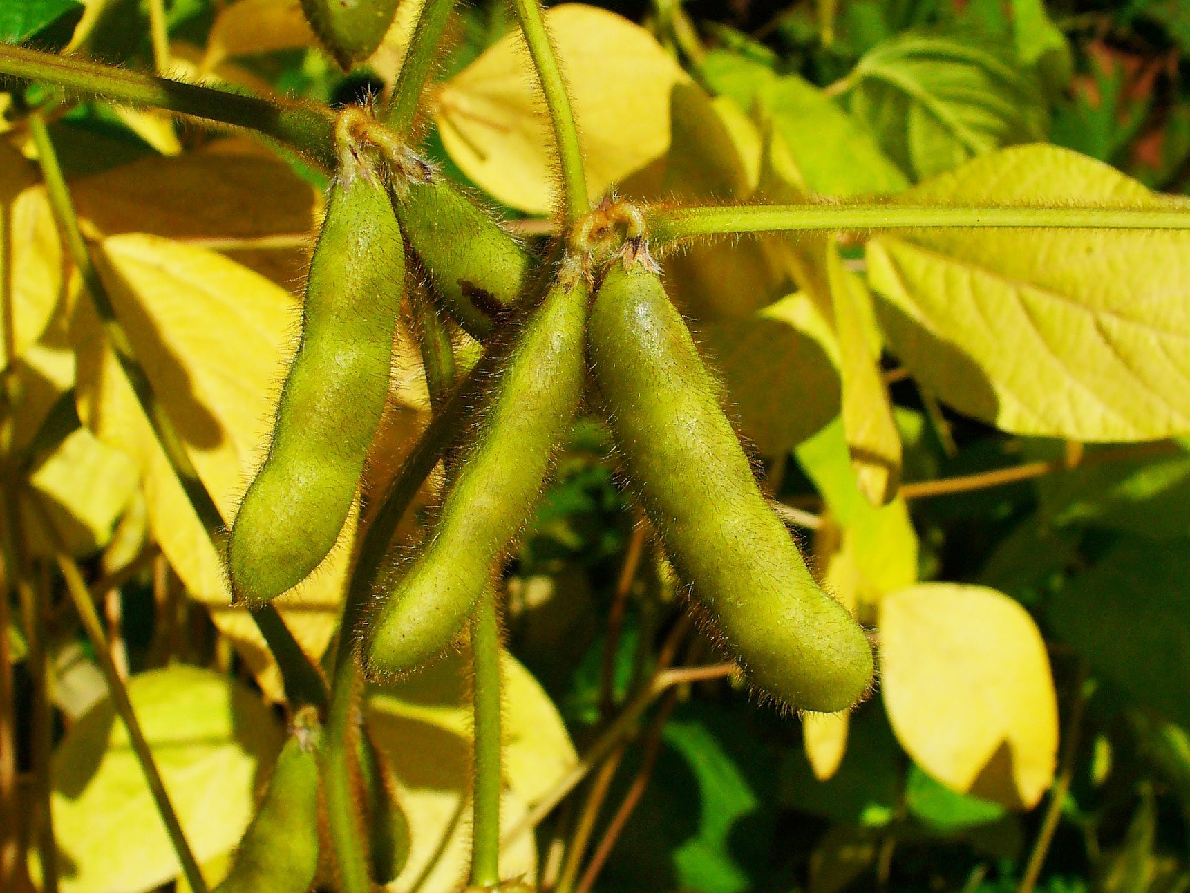 Brown Edible Soybean Seeds - 1 Planting Seeds