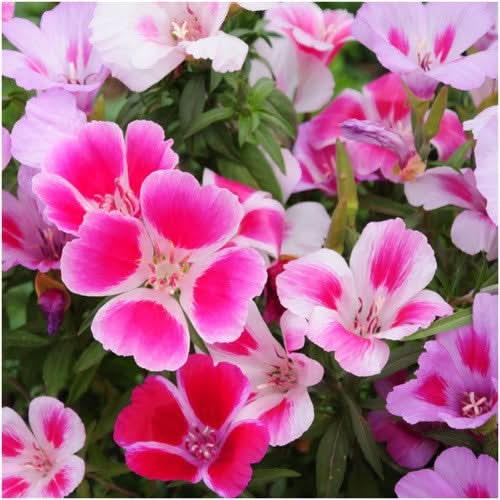Mixed Godetia Grandiflora Monarch Flower seeds for Planting - Sun Loving, Heirloom & GMO Free Seeds for Home Garden