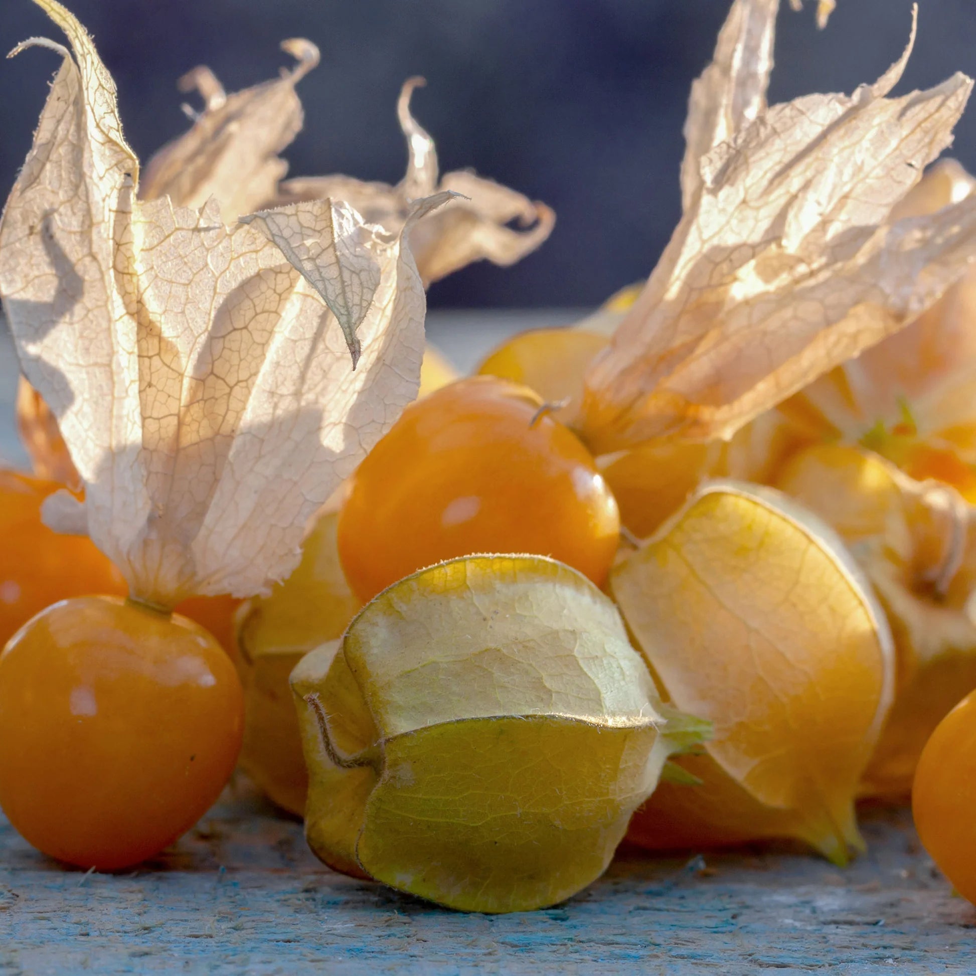 Orange Tomatillo Seeds for Easy Planting