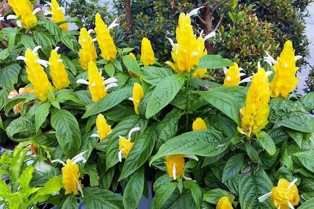 Yellow Pachystachys Lutea Flower seeds for Planting - Sun Loving, Heirloom & GMO Free Seeds for Home Garden