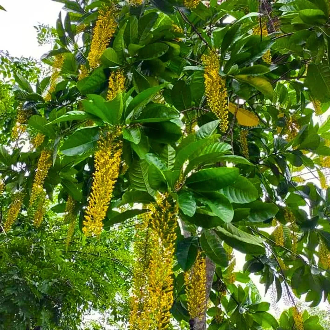 Golden Chain Flower Seeds for Planting Elegant Garden Blooms