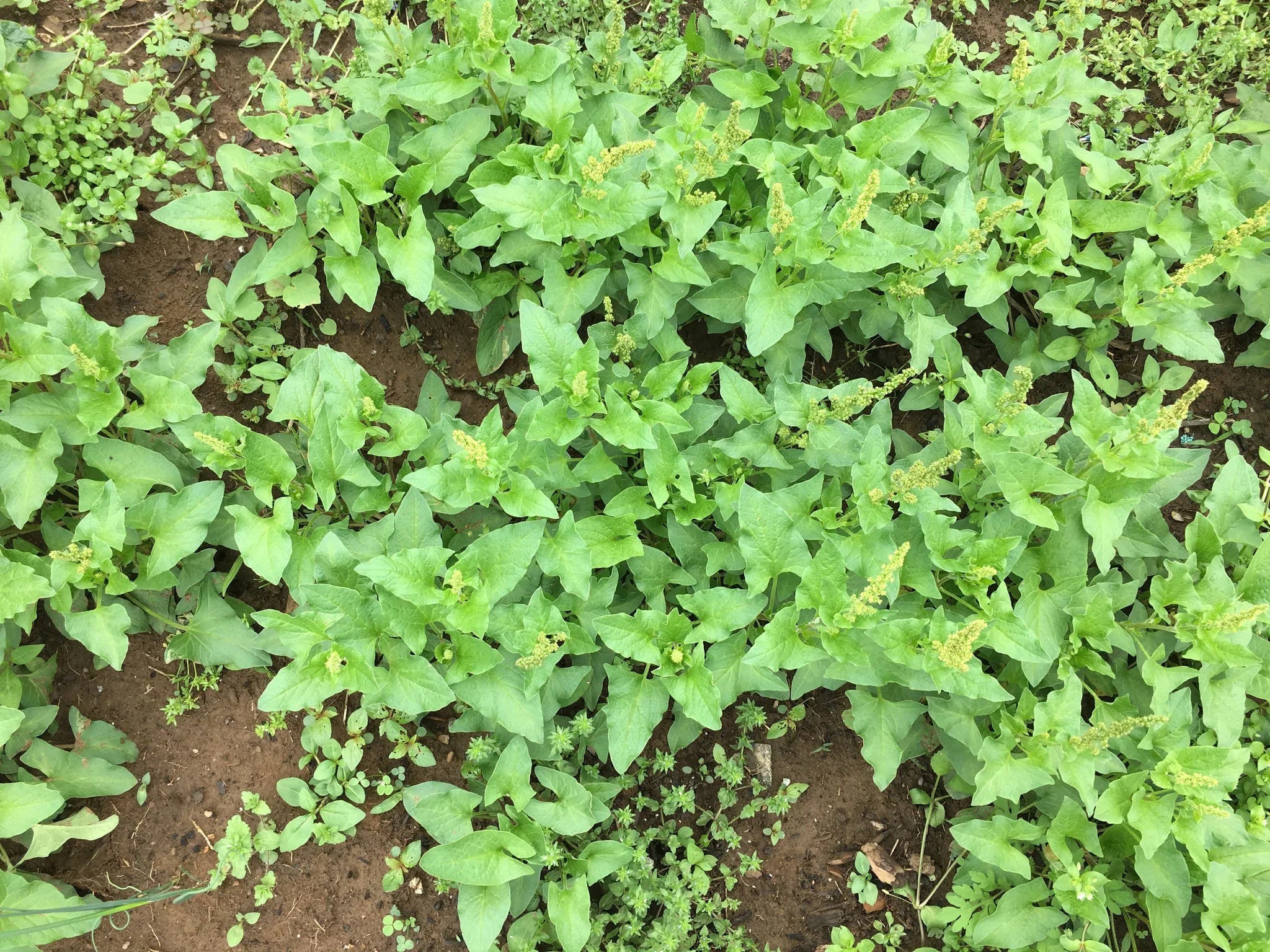 Good King Henry seeds for Planting - Shade Tolerant, Heirloom & GMO Free Seeds for Home Garden
