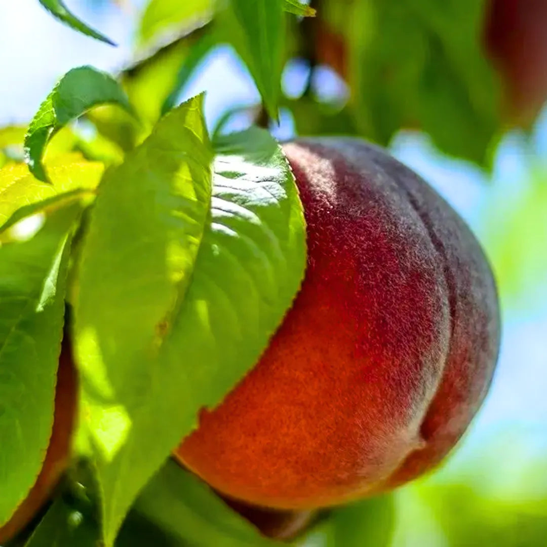 Peach Fruit Seeds Collection for Home Planting Grow Juicy Peaches - Evergrowseeds