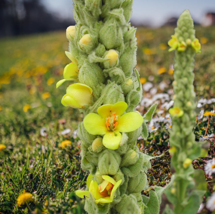 Yellow Verbascum Thapsus Flower seeds for Planting - Seasonal Bloomer, Heirloom & GMO Free Seeds for Home Garden