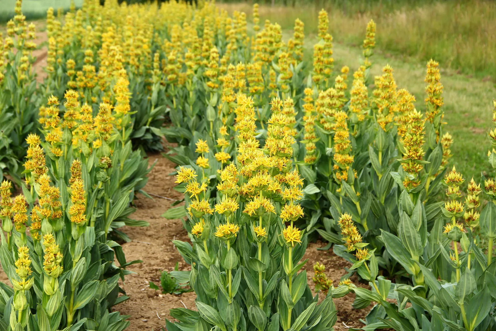 Yellow Gentian Flower Seeds for Planting - Vibrant Perennial Blooms for Your Garden