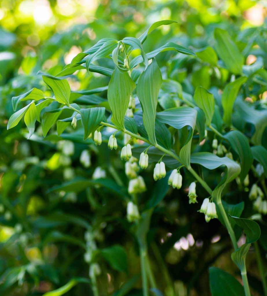 Green Solomon Seal plant seeds for planting