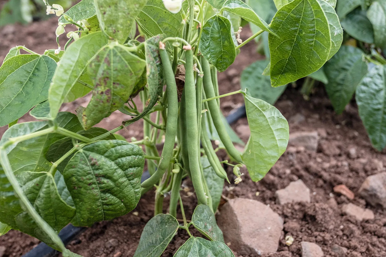Pole Bean Garden Seeds Ideal for Vertical Planting in Warm Seasons