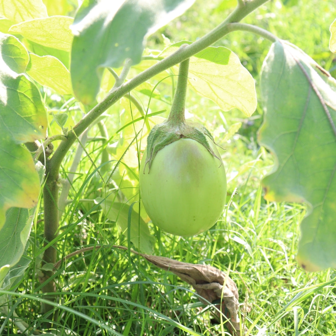 Green Eggplant Vegetable Seeds for Garden Planting