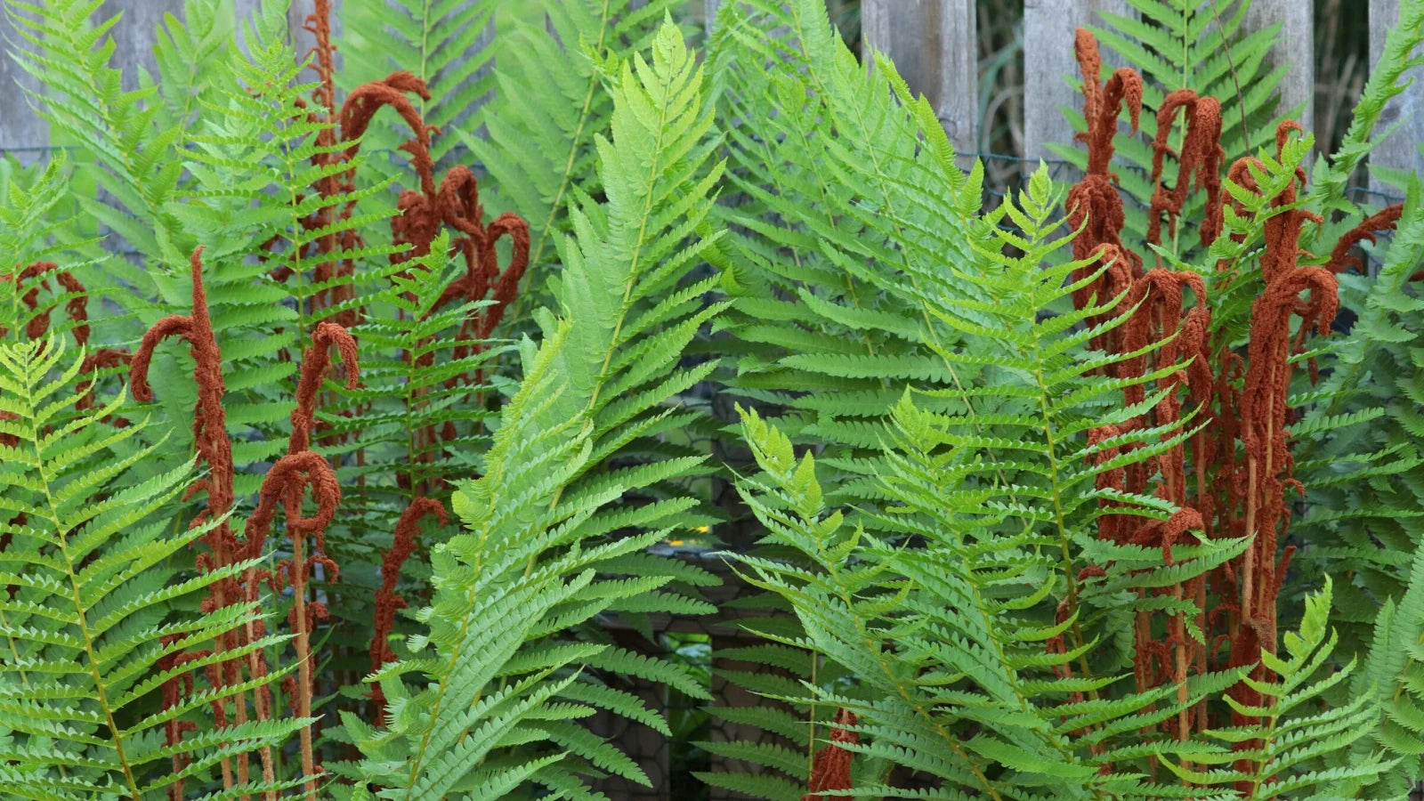 Cinnamon Fern Planting Seeds Lush Green Fern for Shaded Gardens