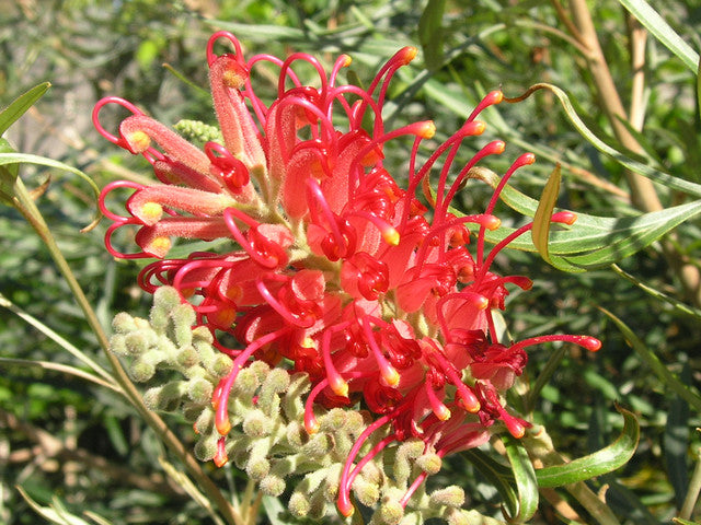 Red Grevillea Robusta Flower seeds for Planting Cut Flower Favorite Heirloom & GMO Free Seeds for Home Garden
Sale for planting in home garden