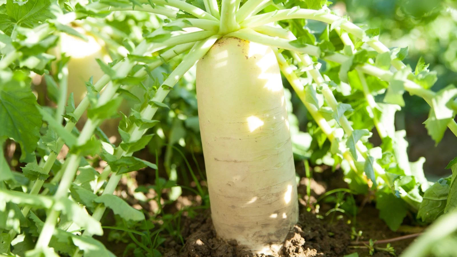 White Radish Seeds for Vegetable Planting