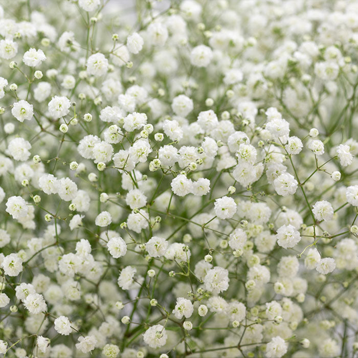 Green Gypsophila Flower seeds for Planting - Sun Loving, Heirloom & GMO Free Seeds for Home Garden