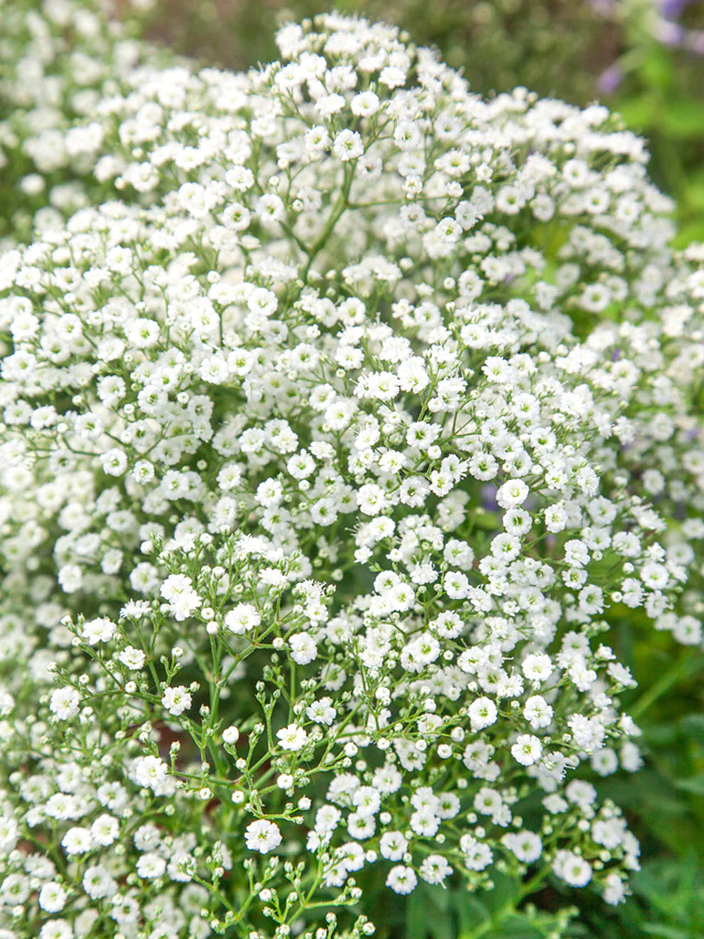 Gypsophila White Flower Seeds for Planting - Perfect for Beautiful Bouquets