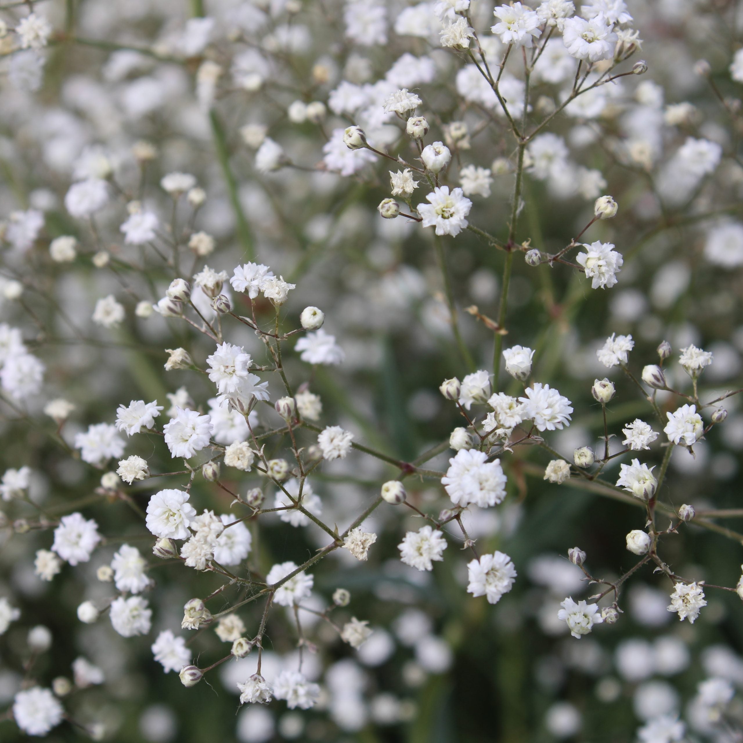 Heirloom Gypsophila Paniculata Flower seeds blooming in flower beds, containers, borders, and pollinator-friendly gardens