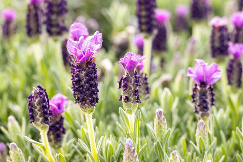 Lavender Stoechas Flower seeds blooming in flower beds, containers, borders, and pollinator-friendly gardens