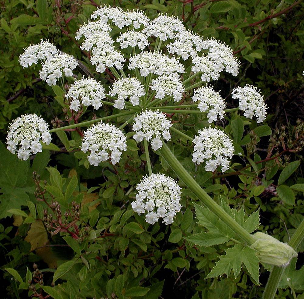 Heracleum Lanatum Flower seeds for Planting Long Bloom Season Heirloom & GMO Free Seeds for Home Garden
Sale