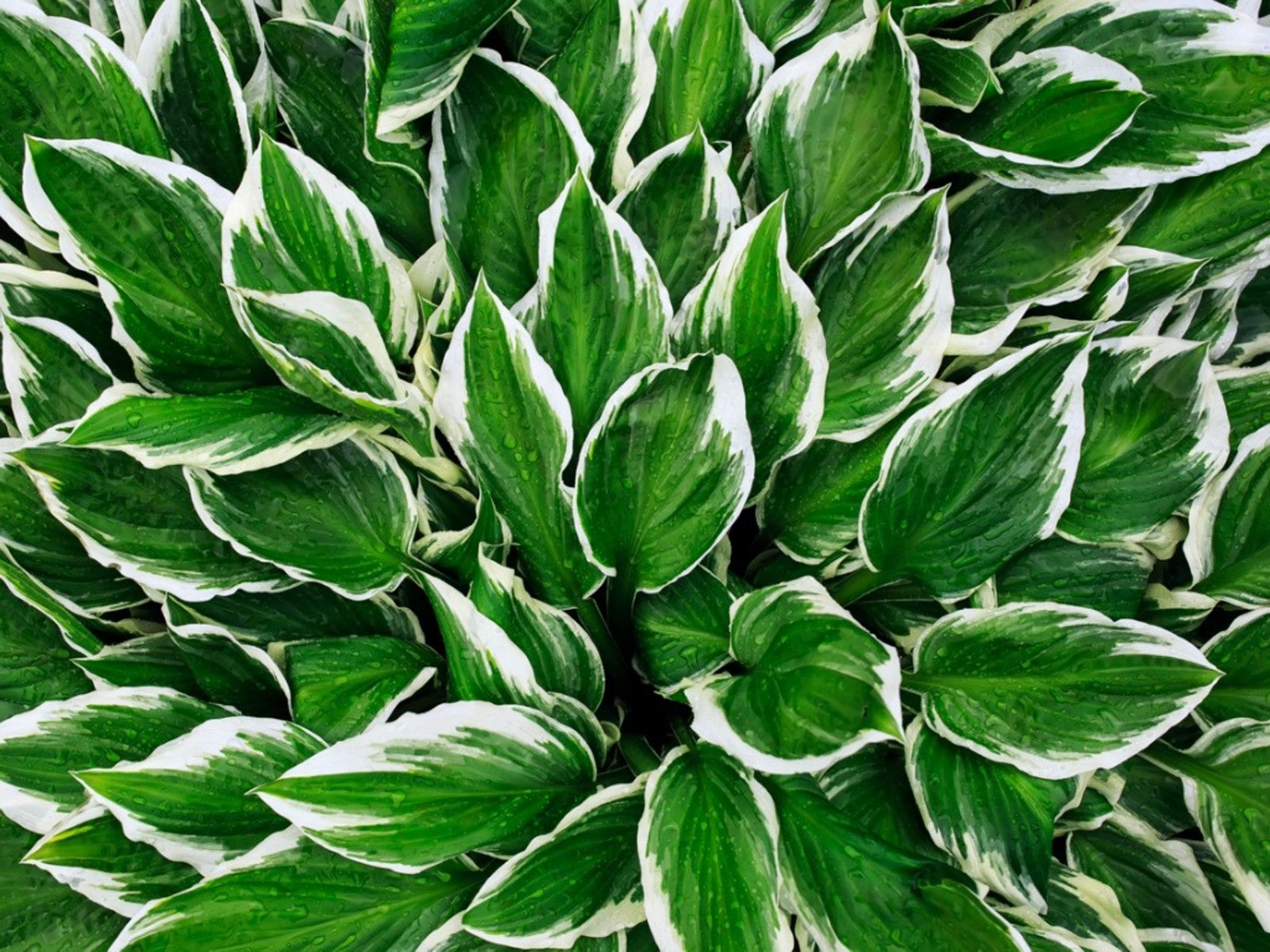 Green Blue Hosta Flower seeds for Planting - Long Bloom Season, Heirloom & GMO Free Seeds for Home Garden