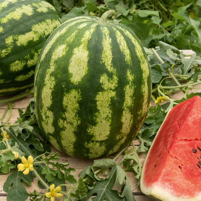 Klondike Watermelon Seeds for Planting Sweet & Juicy Melons