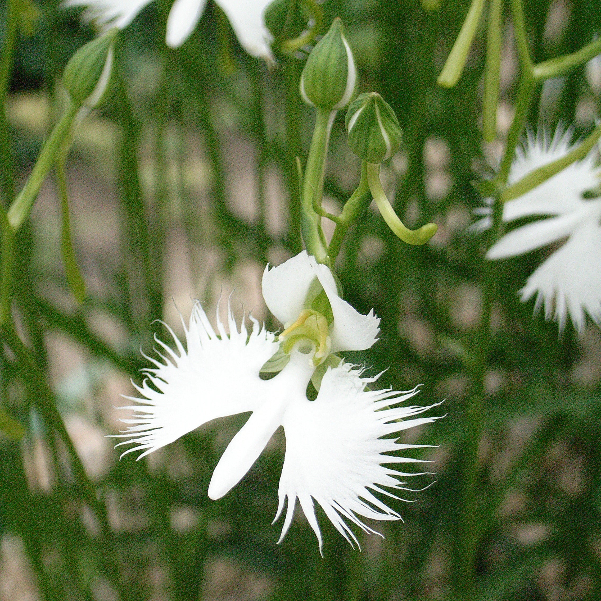 Egret Orchid Flower seeds for Planting - Garden Favorite, Heirloom & GMO Free Seeds for Home Garden