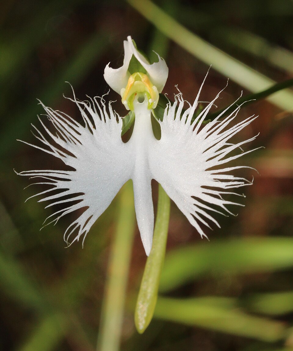 Dove Orchid Flower seeds for Planting - Compact Growth, Heirloom & GMO Free Seeds for Home Garden