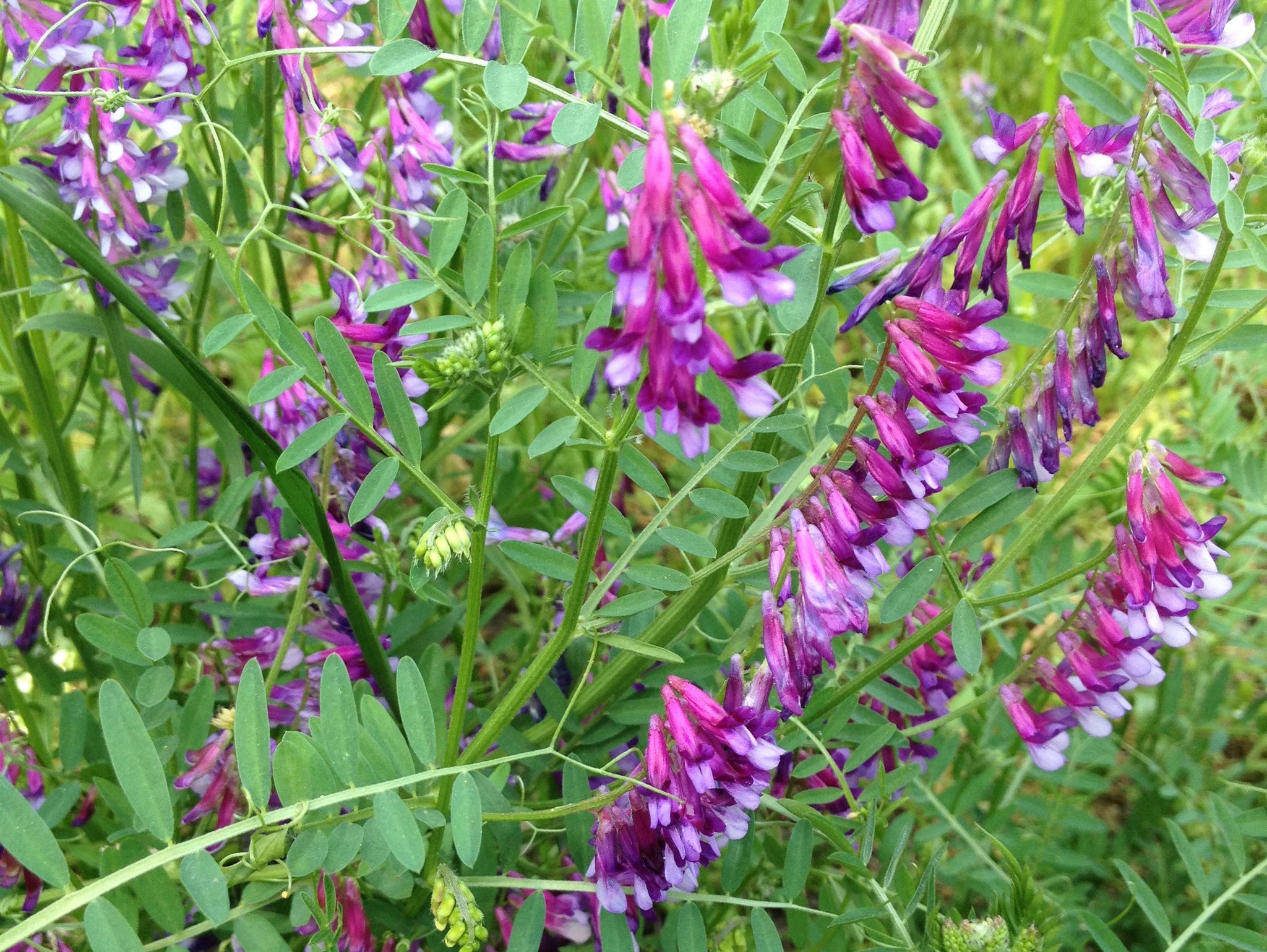 Blue Vetch Flower seeds for Planting - Shade Tolerant, Heirloom & GMO Free Seeds for Home Garden