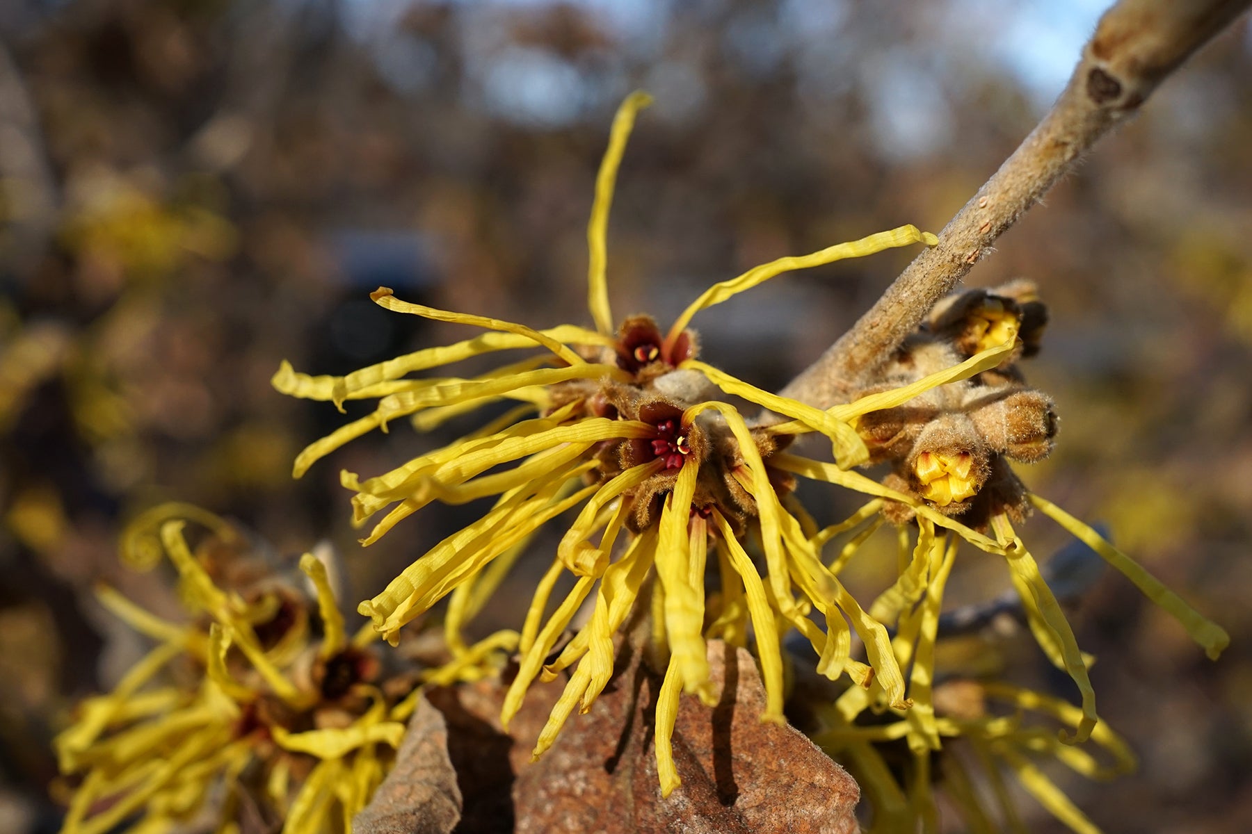 Zaubernuss Hamamelis Flower seeds for Planting - Easy to Grow, Heirloom & GMO Free Seeds for Home Garden