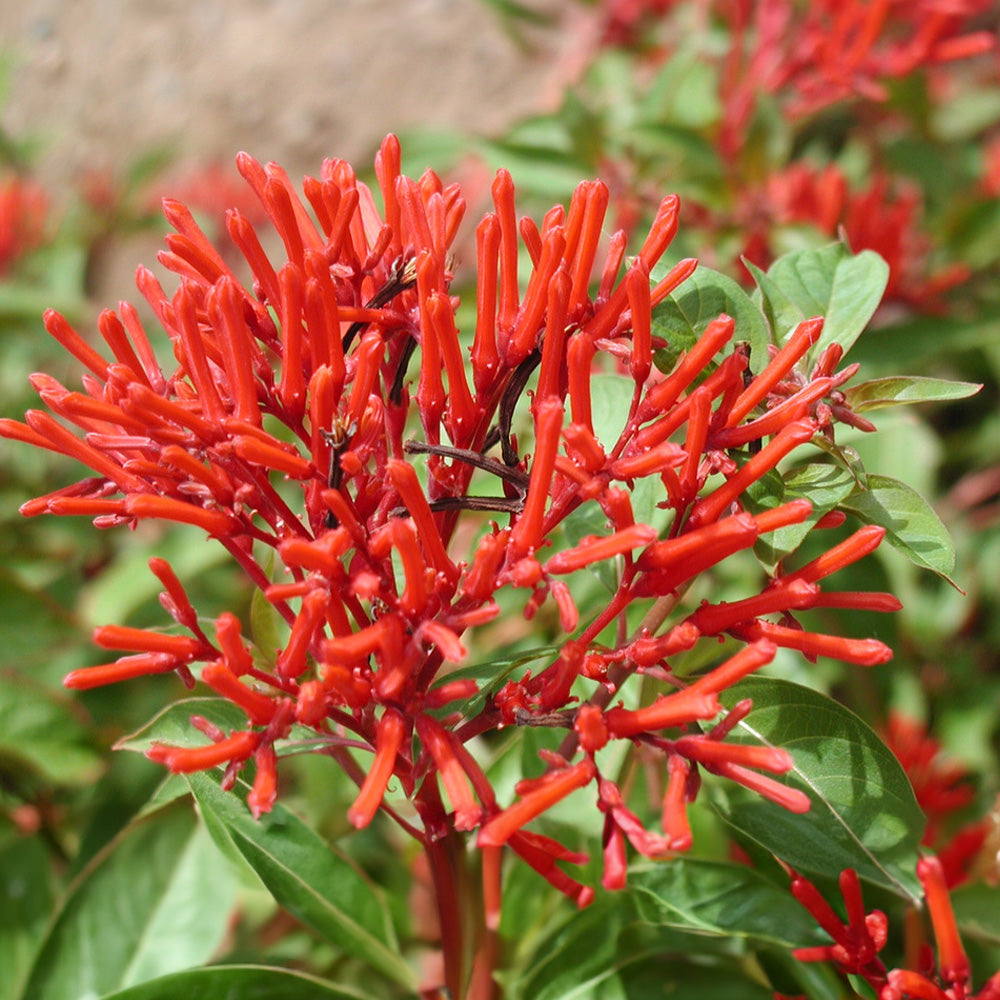 Hamelia Patens Flower seeds blooming in flower beds, containers, borders, and pollinator-friendly gardens
