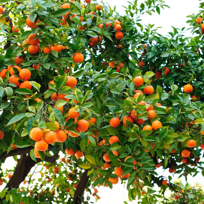 Orange Sylvaticus Fruit Planting Seeds - Grow Delicious Fruits in Your Garden