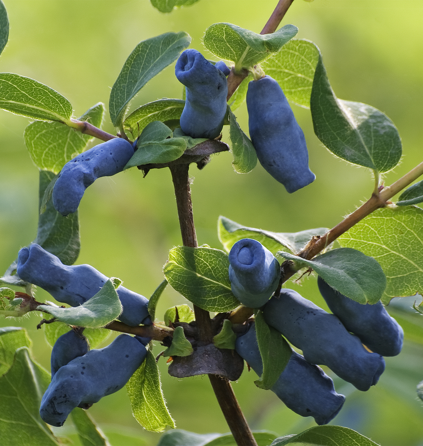 Haskap Fruit Seeds for Planting - Grow Your Own Delicious Haskap Berries