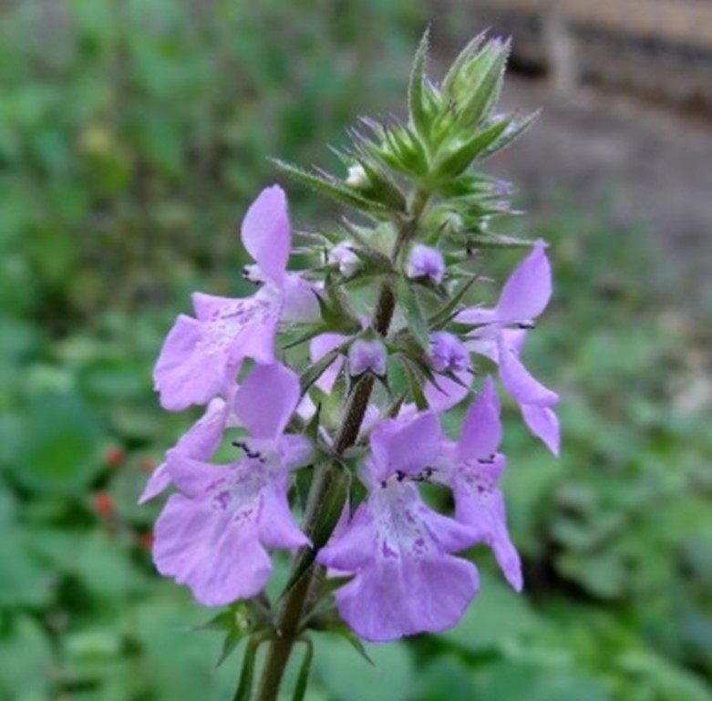 Pink United Mint Planting Seeds for Vibrant Gardens