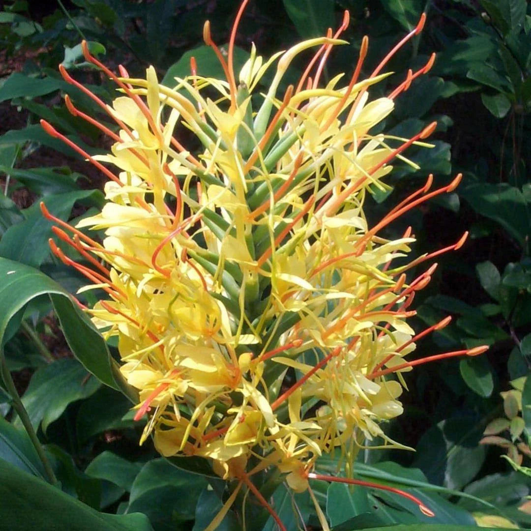 Hedychium Gardnerianum Flower seeds blooming in flower beds, containers, borders, and pollinator-friendly gardens