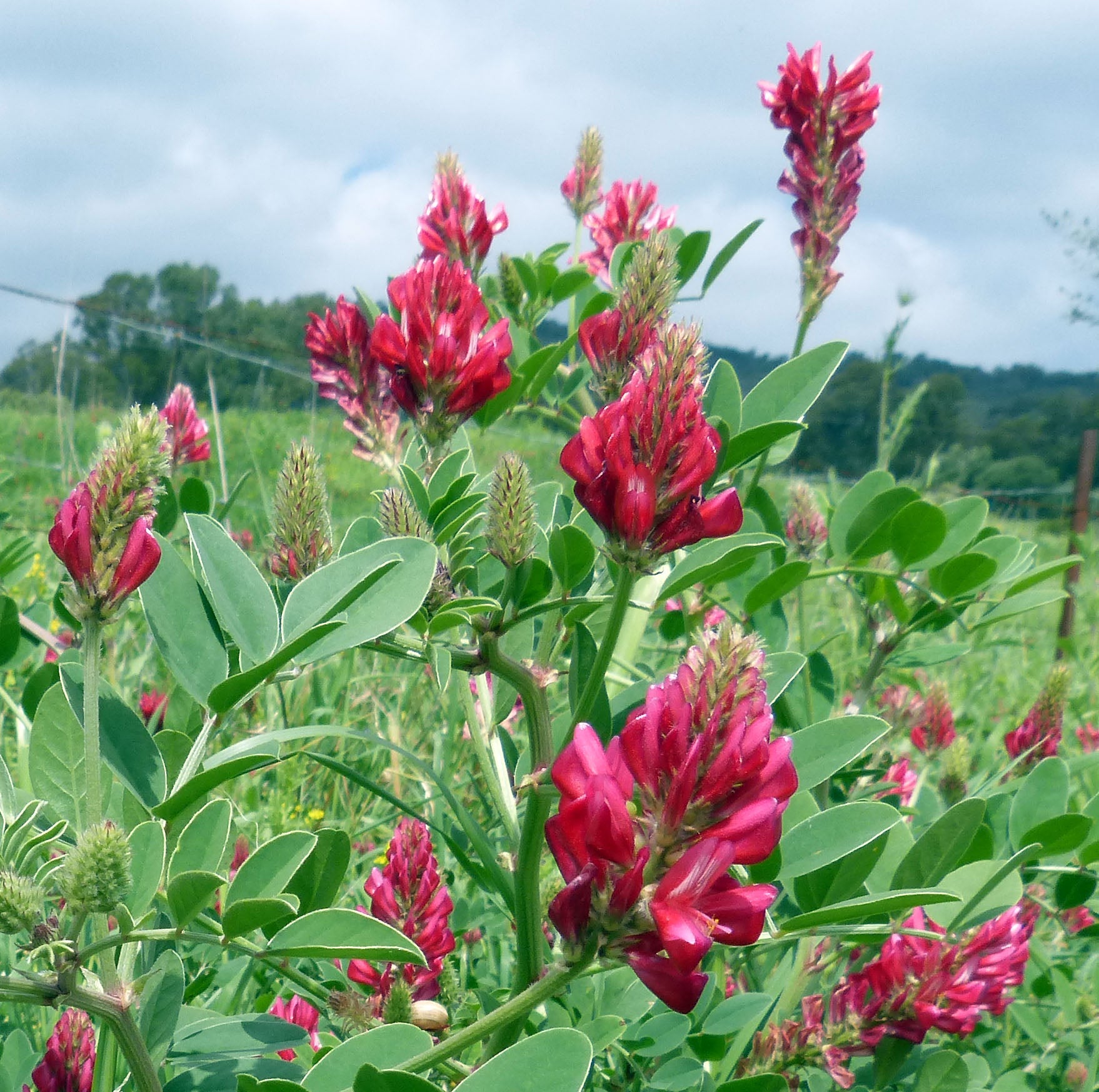 Silla Flower seeds for Planting Cut Flower Favorite Heirloom & GMO Free Seeds for Home Garden